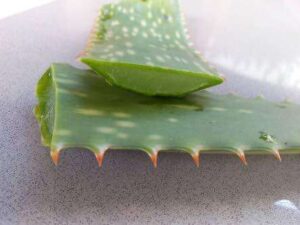 Aloe vera for vitiligo? - All Woman