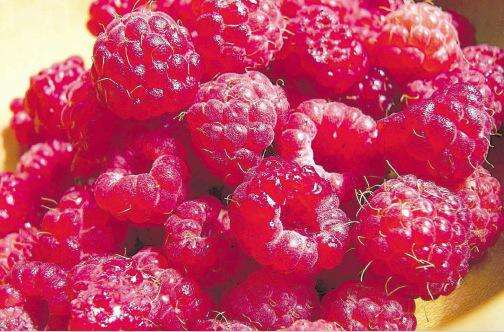 The wonders of Red Raspberry for fertility - All Woman