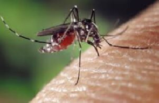 PAHO calls for strengthened mosquito surveillance, vector control in the ...