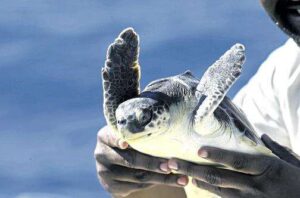 10 endangered sea turtles released back into Florida waters - Jamaica ...
