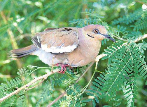 Jamaica's NEPA to host 2026 Game Bird Hunters' Forum amid hurricane impact