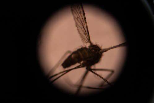Suriname declared Malaria-free by WHO