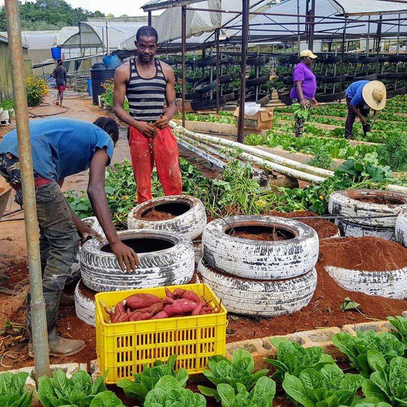 Hague show for Trelawny on Ash Wednesday Jamaica Observer