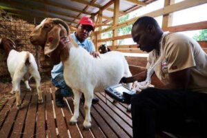 Unity Goat Farm leads the way with its premium herd - Jamaica Observer