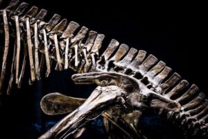 Scientists discover 210-million-year-old dinosaur in Zimbabwe