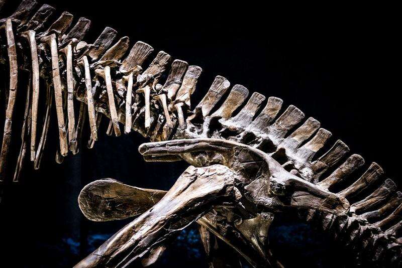 New dinosaur discovery in Zimbabwe offers clues to ancient African ecosystems