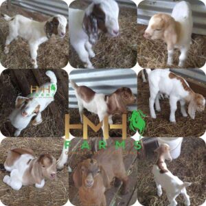 HMH Farms targets goat meat, genetics and egg market - Jamaica Observer