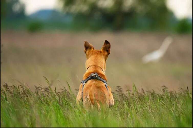 Dog shoots and kills owner in US freak accident - Jamaica Observer