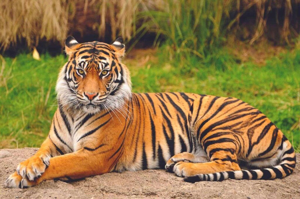 Police search for tiger stolen from home in northern Mexico Jamaica
