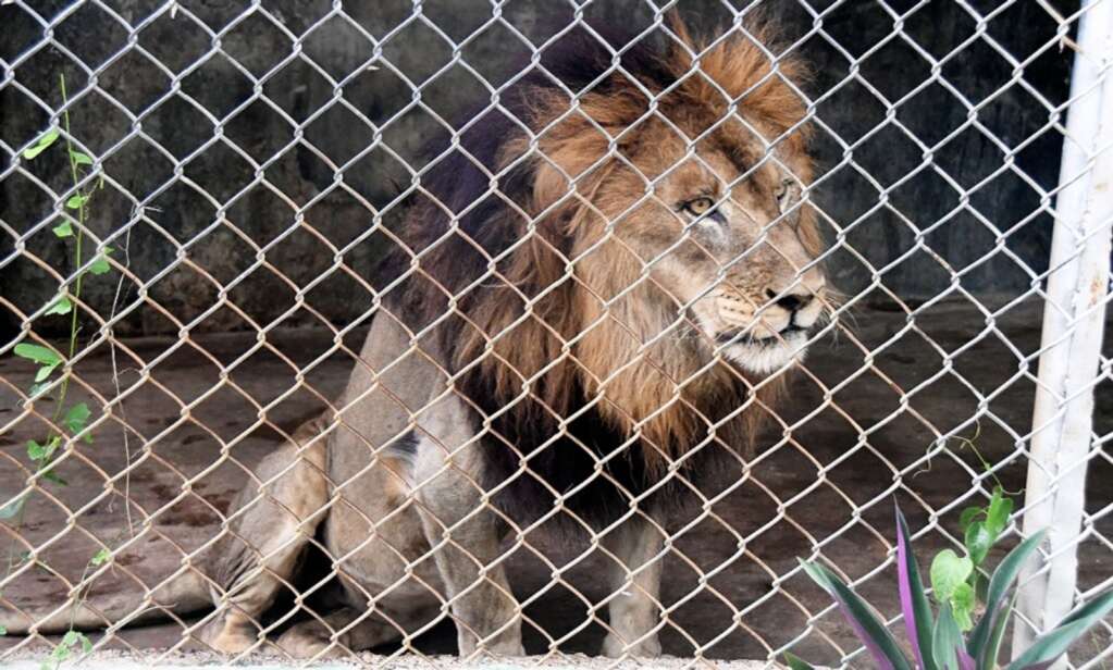 Lioness coming to Jamaica Zoo to be companion for ‘lonely’ lion