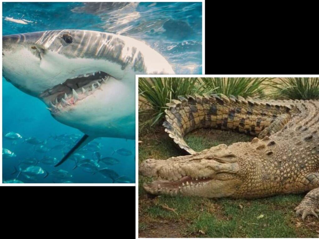 No spike in shark, crocodile attacks says NEPA - Jamaica Observer, image size:1024x768