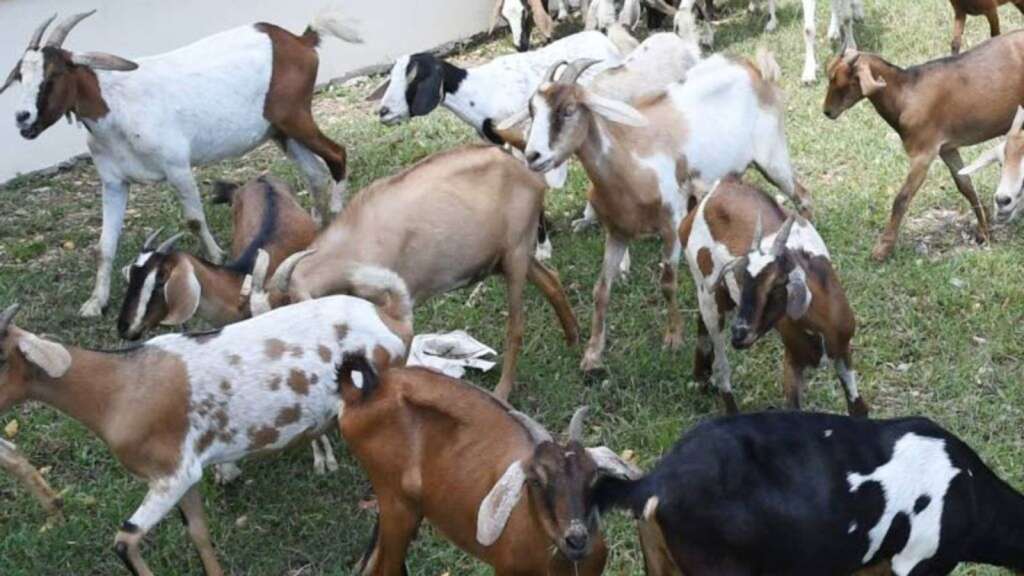 Gov't removes GCT on some liveanimal imports Jamaica Observer