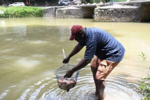 Fish Restocking Sop fish - Jamaica Observer