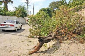 #EyeOnMelissa: Umgestürzter Baum blockiert teilweise Kreuzung Stanmore ...