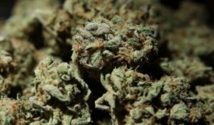 Three Americans, including a 70-year-old man, were fined a total of US$350 after small amounts of marijuana were found in their possession on a cruise line last month.