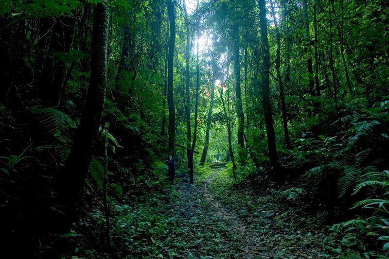 How can we make forests resilient to climate change? - Jamaica Observer