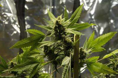 Grasp the benefits of the US policy shift on marijuana