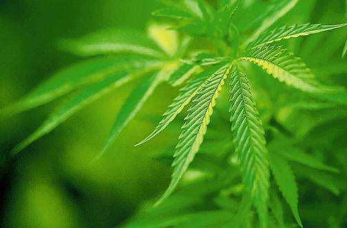 St Mary man arrested for cannabis-laced items