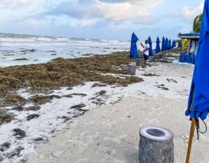 Seagrass crisis in Negril - Jamaica Observer - Vimarsana News