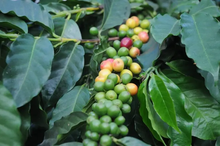 The UWI Mona leading charge for sustainable coffee production - Vimarsana News
