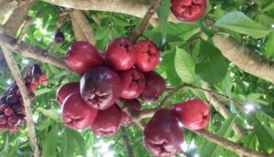 Man shot dead for picking apples in St Mary - Vimarsana News