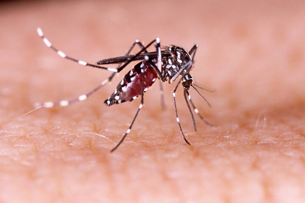 Antigua and Barbuda gov’t denies outbreak of dengue