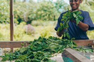 Sandals Foundation boost for youth farmers in St Mary - Vimarsana News
