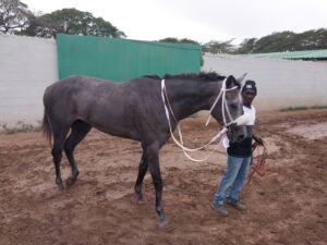 Intrestntimesahead to return with a bang in Prince Consort Stakes - Vimarsana News