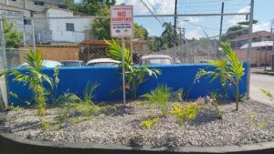 STEP Up gaining traction in MoBay - Jamaica Observer - Vimarsana News