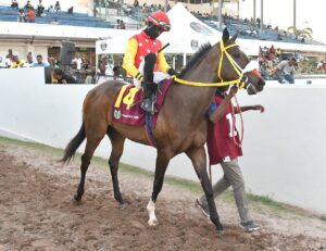 Jason DaCosta holds the aces in The Portmore - Jamaica Observer - Vimarsana News