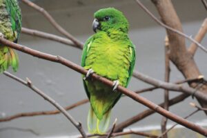 Stolen Jamaican parrots mysteryState agencies silent on progress of island's claim for repatriation of rare birds from Austria - Vimarsana News