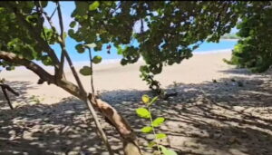 Tobago beaches re-open following shark attack - Vimarsana News