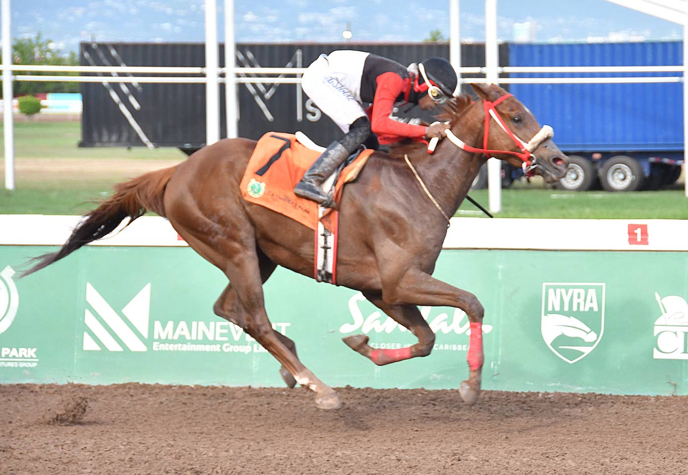 Money Miser eyes backtoback wins in Typewriter Cup Jamaica Observer