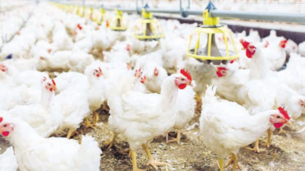 Barbados strengthens port surveillance after Suriname avian influenza outbreak