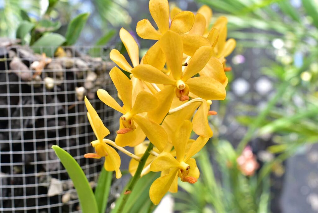 Howard Ward’s Love Garden Part 2 Jamaica Observer