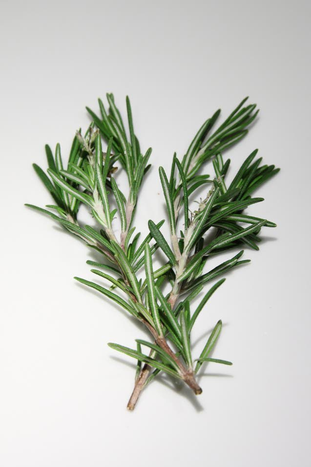 Rosemary oil Benefits and risks Jamaica Observer