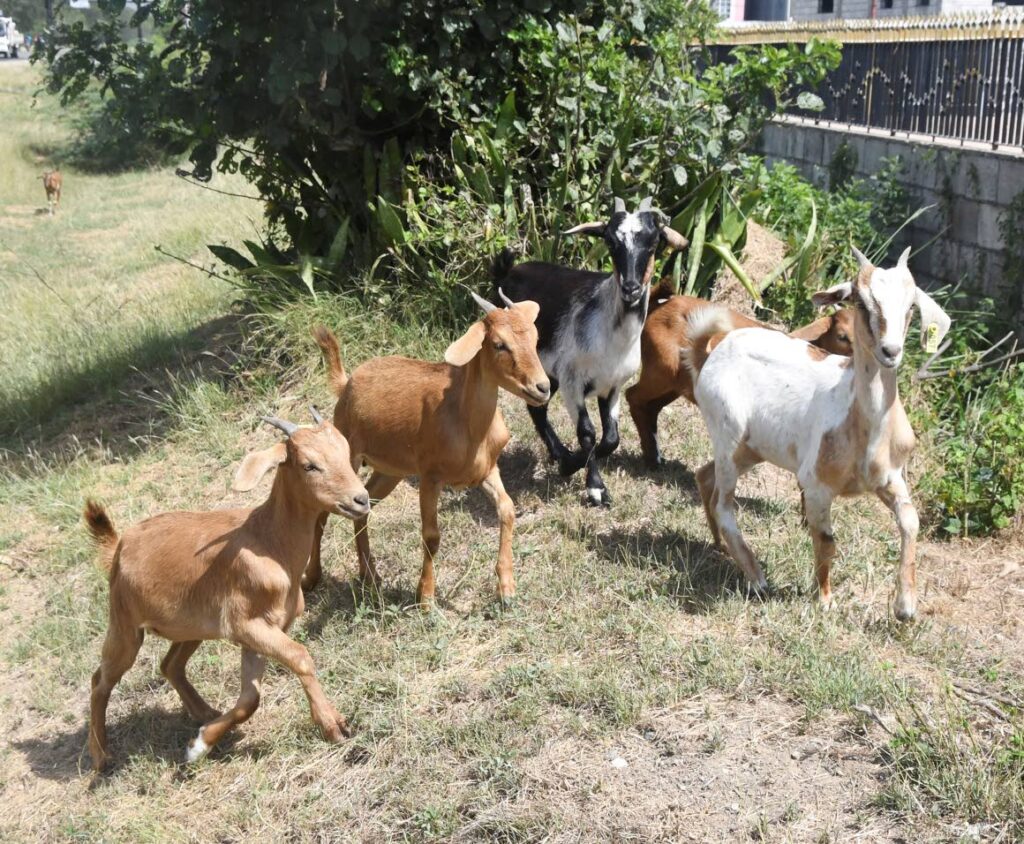 Small Ruminats Small ruminants, big potential - Jamaica Observer
