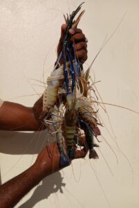 Local shrimp production plans progressing — NFA