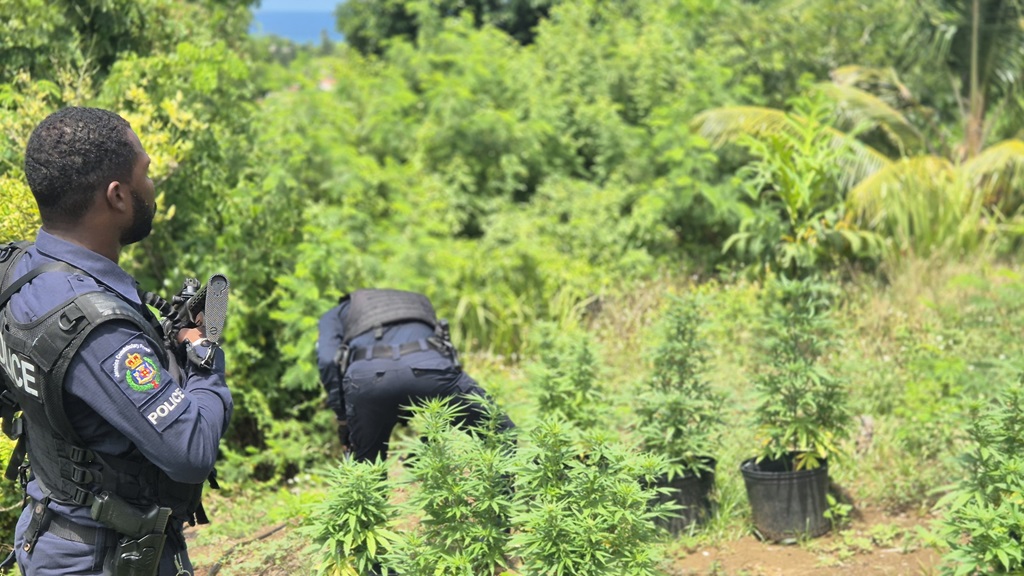 Watching with interest as US weighs softening ganja laws