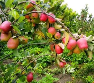 Jamaica plants 100 Kenyan Wambugu apple trees in import substitution drive – Green