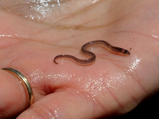 Gangues Haitianas Enriquecem com o Lucrativo Mercado de Anguila Bebê: Uma Indústria Sombria