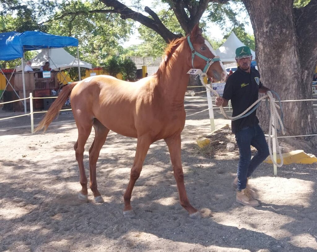 Hurricane Melissa prompts TOBA Mixed Sale reschedule to December 7