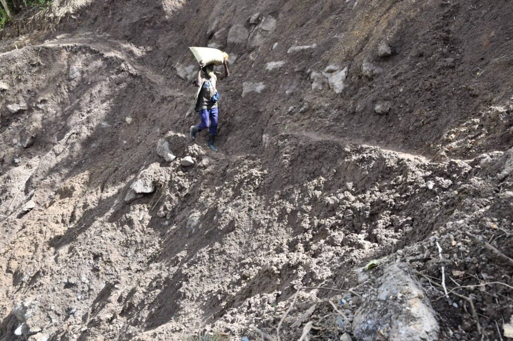 Crise de Natal? Furacão Melissa Ameaça Árvores e Preços!