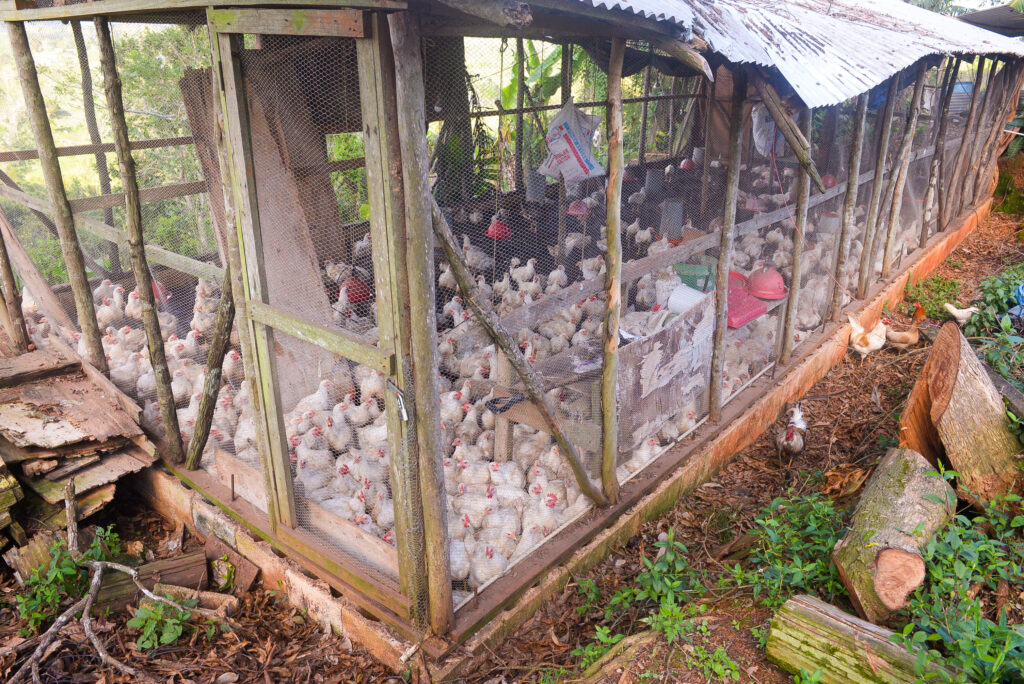 Agriculture ministry to rebuild poultry sector after 1.1 million bird loss