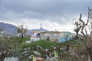 Unidentified flying insects!