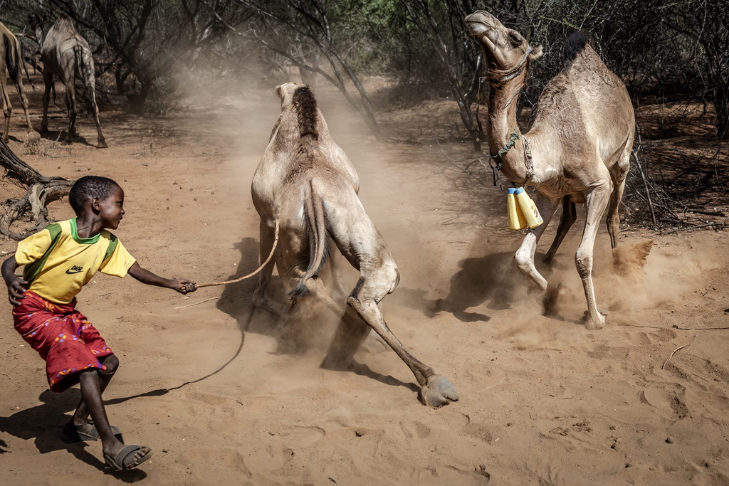 Camels replace cows as Kenya battles drought Jamaica Observer