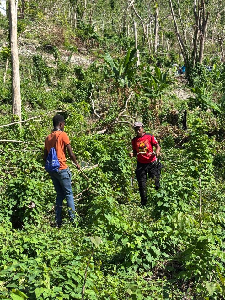 NCU aids fruit trees replanting post-Melissa