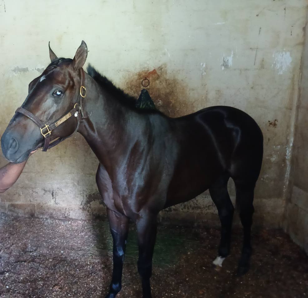 Mouttet Mile: Jamaica’s horse racing championship crossroads