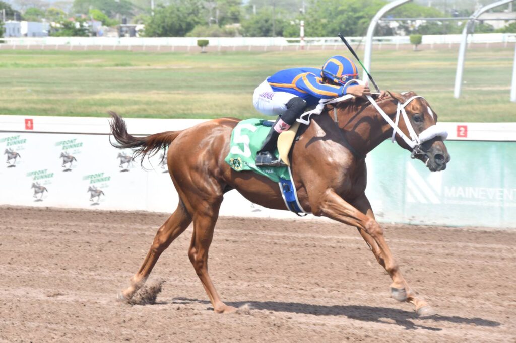 Salute The Don poised for a winning run in Wayne daCosta Jamaica Two-Year-Old Stakes
