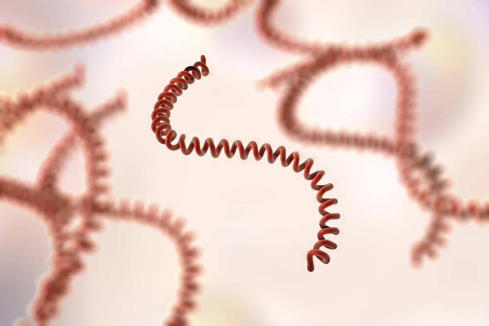 Leptospirosis Outbreak After Melissa: What Jamaicans Need to Know